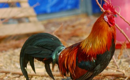 Sexual stereotypes revealed by the red junglefowl.